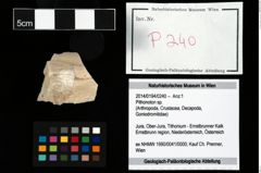Foto (Objekt + Etikett) von Pithonoton sp.  (NHMW-GEO-2014-0194-0240)